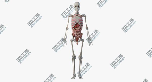 images/goods_img/20210312/Male Skin, Skeleton And Organs 3D model/5.jpg